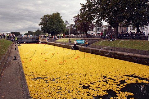 165000 plastic ducks in Molesey lock on the River Thames await the start of the Great British Duck Race 2007 and set a new Guinness World Record Near Hampton Court Surrey England