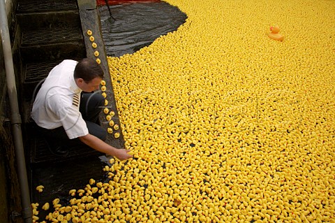 Some of the 165000 plastic ducks in Molesey lock on the River Thames await the start of the Great British Duck Race 2007 and set a new Guinness World Record  Near Hampton Court Surrey England