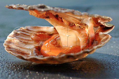 Scallop in shell