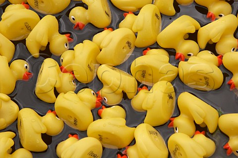 Some of the 165000 plastic ducks in Molesey lock on the River Thames await the start of the Great British Duck Race 2007 and set a new Guinness World Record Near Hampton Court Surrey England