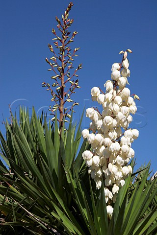 Yucca plant in flower Portugal 
