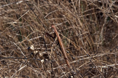 Praying Mantis camouflaged in dry grass Portugal