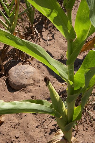 Maize growing Almograve Odemira Portugal