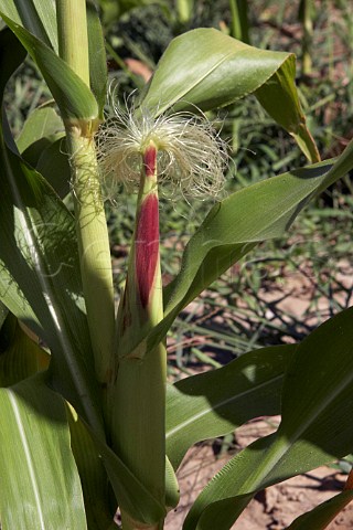 Maize growing Almograve Odemira Portugal