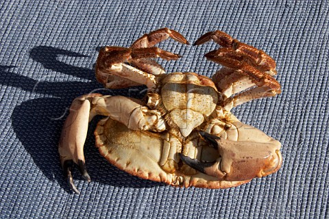 Fresh crab Portugal