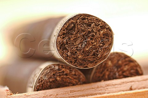 Closeup of Ashton Virgin Sun Grown Robusto cigars Dominican Republic