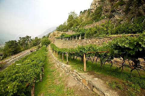 The Viangne vineyard grown on traditional low pergolas At 1200 meters it is one of the highest vineyard in Europe Morgex Valle dAosta Italy Morgex et La Salle