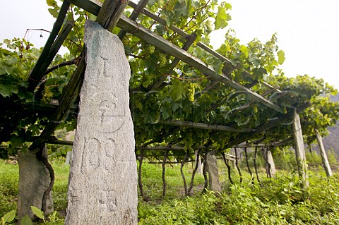 Slate slab supporting traditional low pergolas At over 1100 meters one of the highest vineyards in Europe Morgex Valle dAosta Italy Morgex et La Salle