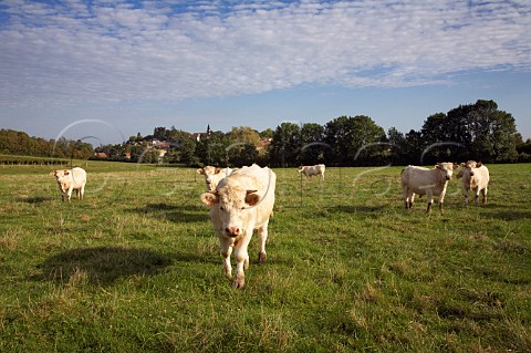 Charolais cattle in field at JullylsBuxy SaneetLoire France Montagny  Cte Chalonnaise