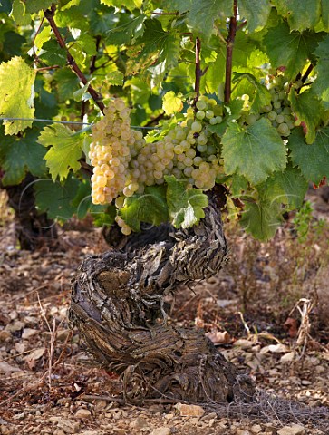 Chardonnay grapes on old vine in vineyard at MontagnylsBuxy  SaneetLoire France Montagny  Cte Chalonnaise