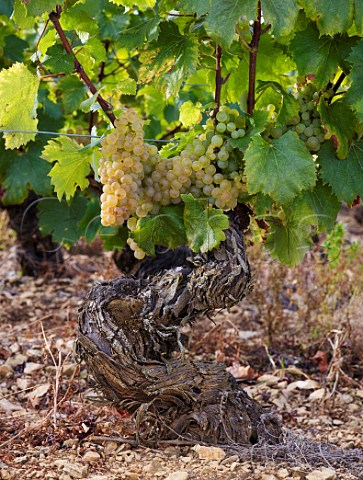 Chardonnay grapes on old vine in vineyard at MontagnylsBuxy  SaneetLoire France Montagny  Cte Chalonnaise