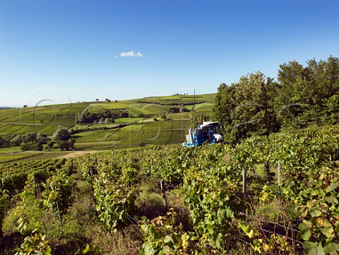 Machine harvesting Chardonnay grapes in vineyard at MontagnylsBuxy SaneetLoire France Montagny  Cte Chalonnaise