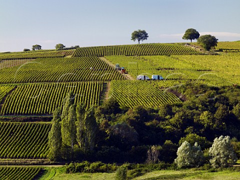 Harvesting Chardonnay grapes in vineyard at MontagnylsBuxy SaneetLoire France Montagny  Cte Chalonnaise