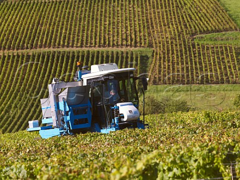 Machine harvesting Chardonnay grapes in vineyard at MontagnylsBuxy SaneetLoire France Montagny  Cte Chalonnaise