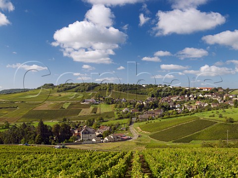 Harvesting in vineyard by Chteau de la Saule below the village of MontagnylsBuxy SaneetLoire France Montagny  Cte Chalonnaise