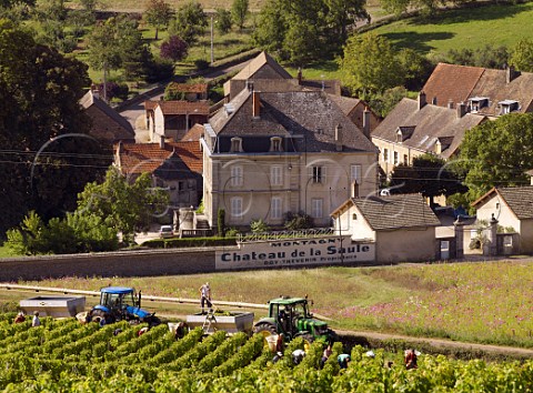 Harvesting Chardonnay grapes in vineyard opposite Chteau de la Saule MontagnylsBuxy SaneetLoire France Montagny  Cte Chalonnaise