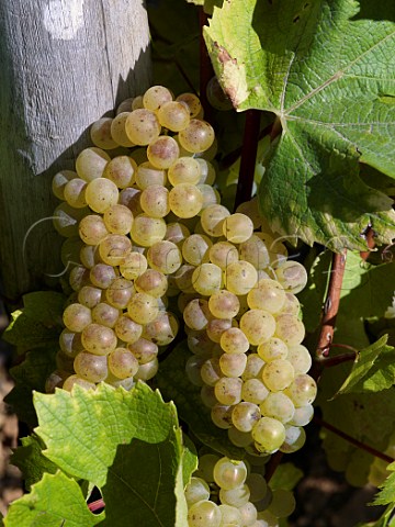 Bunches of Chardonnay grapes in vineyard at MontagnylsBuxy SaneetLoire France Montagny  Cte Chalonnaise