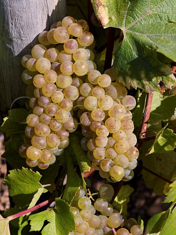 Bunches of Chardonnay grapes in vineyard at MontagnylsBuxy SaneetLoire France Montagny  Cte Chalonnaise