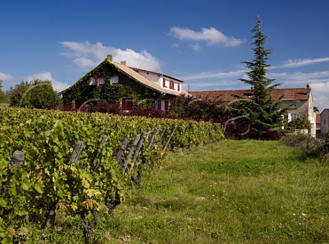 Old chardonnay vineyard of Domaine de la Bongran next to the house and winery of Jean Thvenet in Quintaine near Cless SaneetLoire France  MconCless  Mconnais