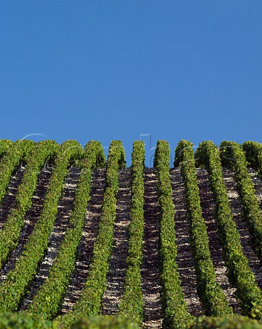 Chardonnay vineyard at Beine Yonne France Chablis