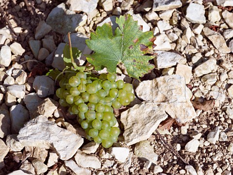 Bunch of chardonnay grapes on the Kimmeridgean clay soil of Chablis Yonne France Chablis