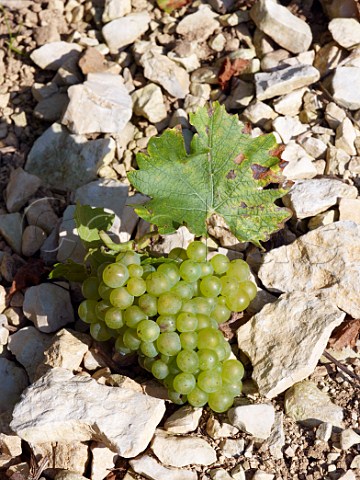 Bunch of chardonnay grapes on the Kimmeridgean clay soil of Chablis Yonne France Chablis