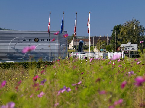 Colourful flowers planted on waste ground by the Domaine Laroche winery on the outskirts of Chablis Yonne France Chablis
