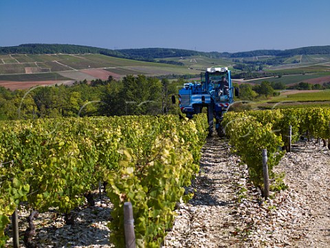 Machine harvesting chardonnay grapes in Vaudon vineyard of Domaine Merschiltz at Chiche Yonne France Chablis