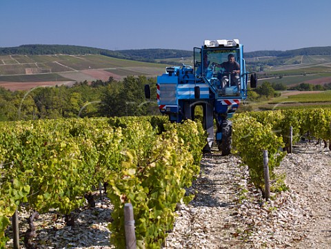 Machine harvesting chardonnay grapes in Vaudon vineyard of Domaine Merschiltz Chiche Yonne France Chablis