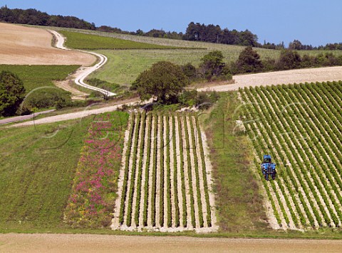 Machine harvesting grapes in vineyard at StCyrlesColons Yonne France Cte dAuxerre