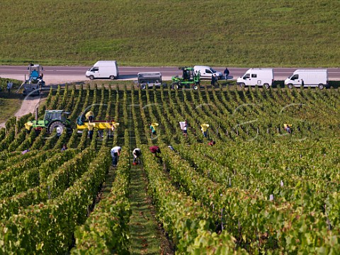 Harvesting chardonnay grapes in Les Clos vineyard Chablis Yonne France Chablis Grand Cru
