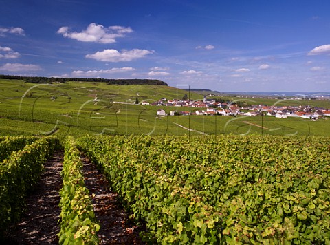Village of Oger surrounded by vineyards Marne France  Champagne  Cte des Blancs