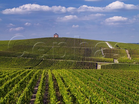 Vineyards of Mot et Chandon near to their Chteau de Saran  Cramant Marne France Cte des Blancs  Champagne
