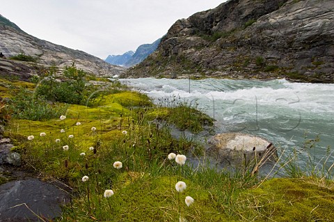 Cotton Grass Eriophorum angustifolium below Tunbergsdals Glacier Leirdal Norway