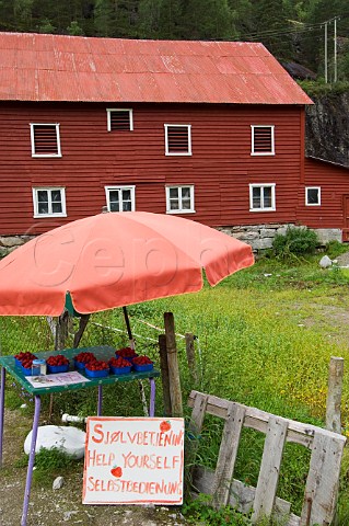 Raspberry farm Jostedal Norway