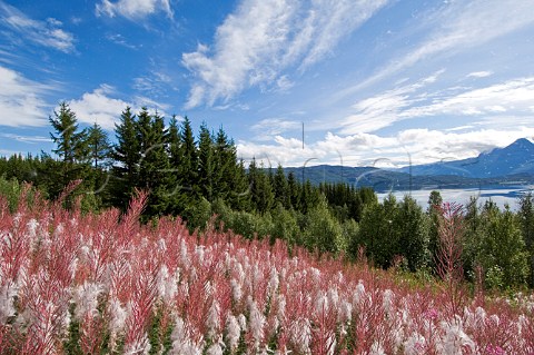 WIldflowers along Ofotfjorden northern Norway