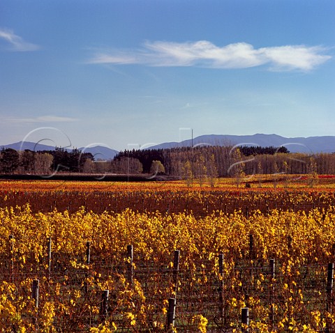 Autumnal vineyards of Mebus Estate on Dakins Road Gladstone Wairarapa New Zealand