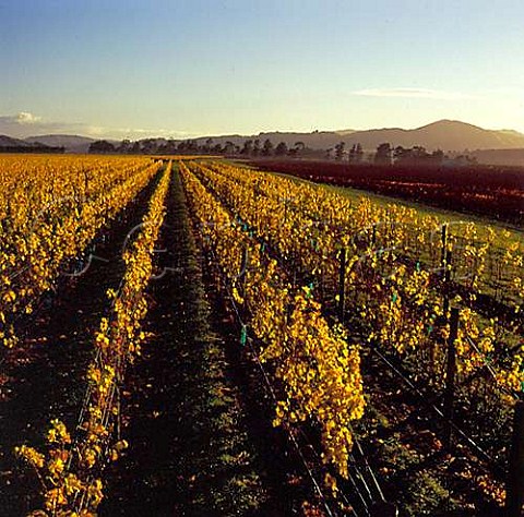 Autumnal vineyards in the Top Terrace of Craggy Range Te Muna Road vineyard Martinborough Wairarapa New Zealand