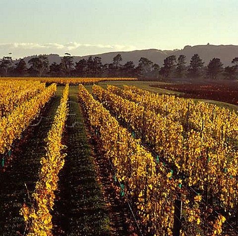 Autumnal vineyards in the Top Terrace of Craggy Range Te Muna Road vineyard Martinborough Wairarapa New Zealand