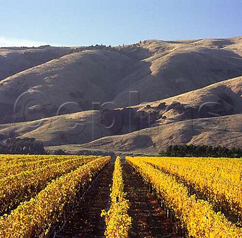 Autumnal vineyards in the Top Terrace of Craggy Range Te Muna Road vineyard with the hills of Nga WakaoKupe beyond Martinborough Wairarapa New Zealand