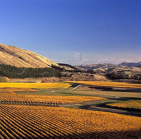 Autumnal Sauvignon Blanc vineyards in the Lower Terrace of Craggy Range Te Muna Road vineyard Martinborough Wairarapa New Zealand