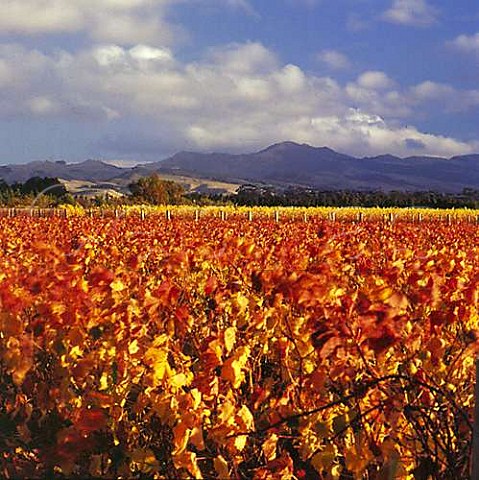 Autumnal Pinot Noir vineyard of Escarpment on Te Muna Road Martinborough Wairarapa New Zealand