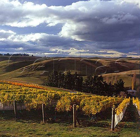 Butlers Hill vineyard of Lime Rock Waipawa New Zealand Hawkes Bay
