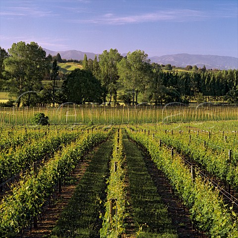 Home Vineyard of Neudorf in the Moutere Hills Upper Moutere Nelson New Zealand Nelson