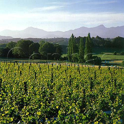 Neudorf vineyards in the Moutere Hills with Mount Arthur Range in distance Upper Moutere Nelson New Zealand Nelson