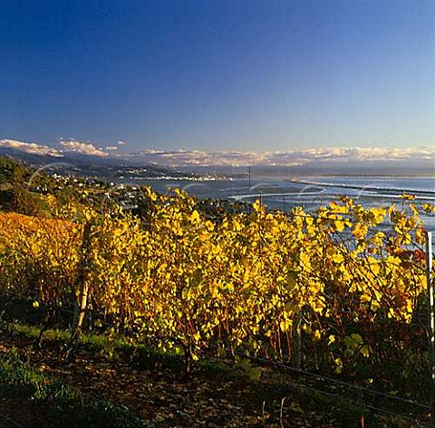 Spencer Hill Coastal Range vineyards above the Tasman Bay with Nelson in distance New Zealand Nelson