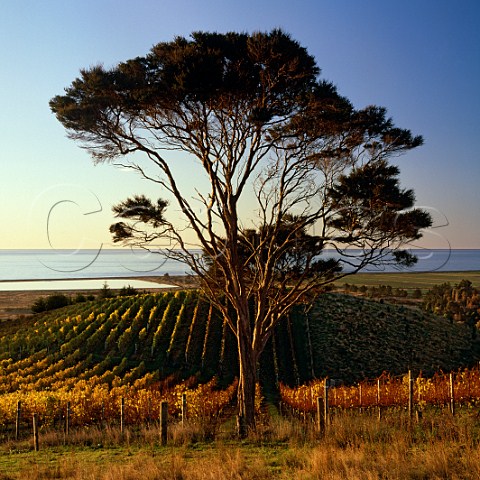 Manuka tree in Spencer Hill Coastal Range Vineyards above the Tasman Bay Nelson New Zealand Nelson