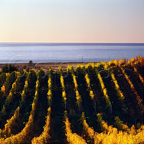 Spencer Hill Coastal Range vineyards above the Tasman Bay Nelson  New Zealand Nelson