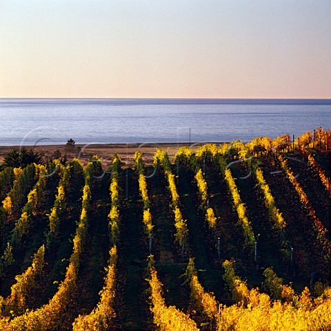 Spencer Hill Coastal Range vineyards above the Tasman Bay Nelson  New Zealand Nelson
