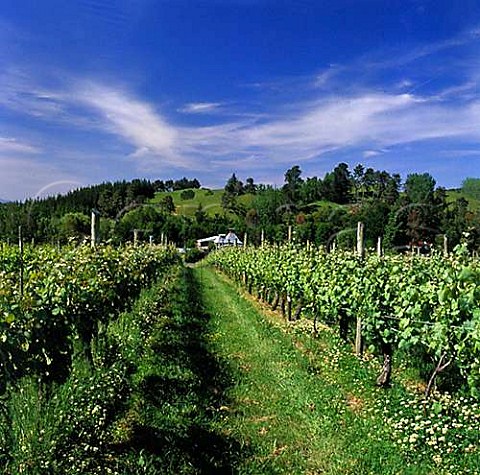 Vineyard of Kahurangi Estate with a neighbours old hop kiln beyond  Upper Moutere New Zealand Nelson